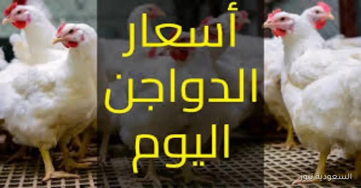 أسعار الفراخ اليوم الاثنين 6 أكتوبر: كم سعر كيلو البانيه؟