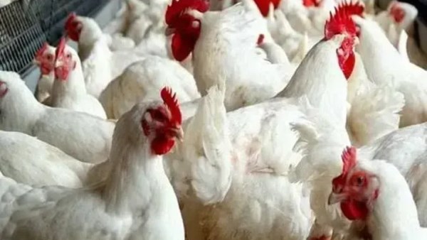 انخفاض جديد في أسعار الدواجن اليوم الخميس في الأسواق