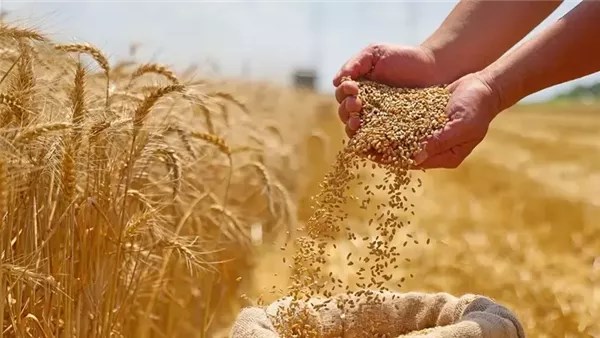 توزيع تقاوي القمح على المزارعين الصغار في 16 محافظة