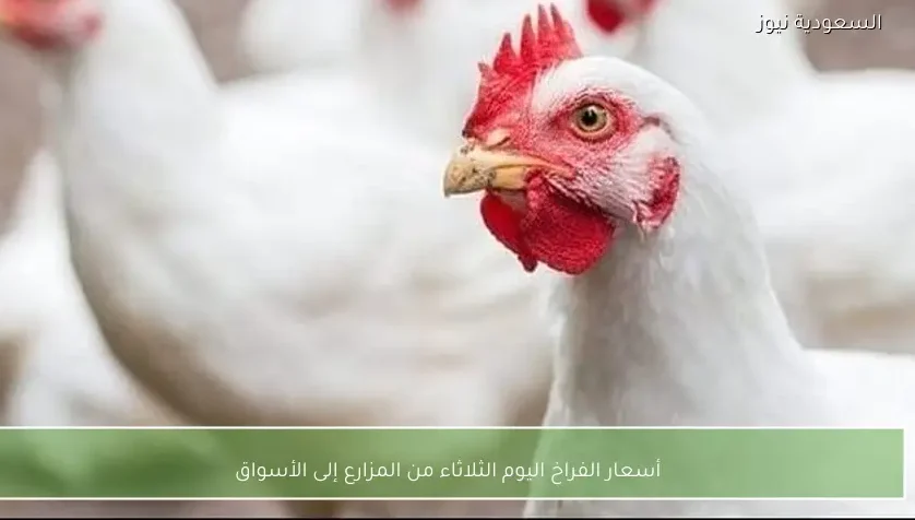 أسعار الفراخ اليوم الثلاثاء من المزارع إلى الأسواق