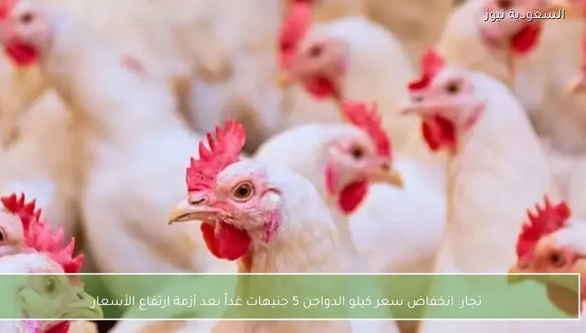تجار: انخفاض سعر كيلو الدواجن 5 جنيهات غداً بعد أزمة ارتفاع الأسعار