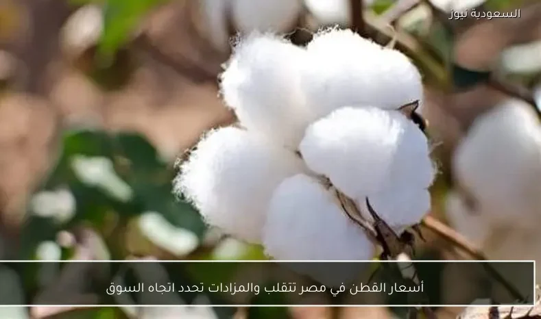 أسعار القطن في مصر تتقلب والمزادات تحدد اتجاه السوق