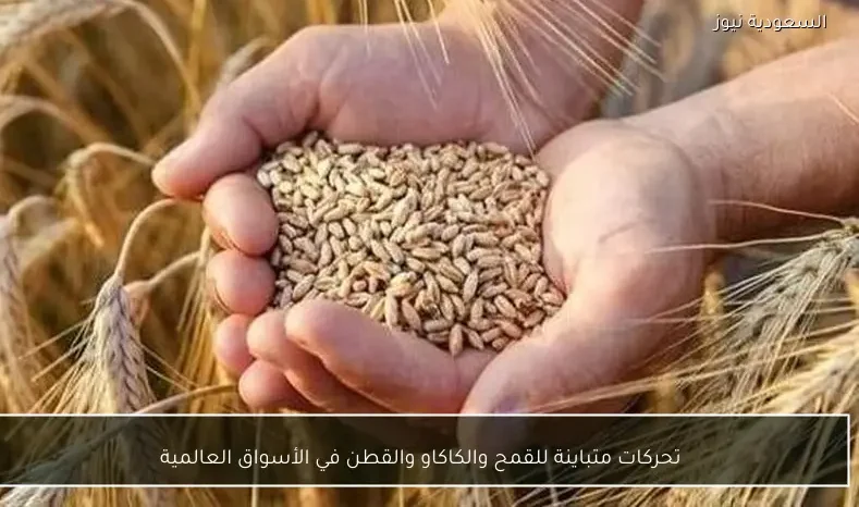 تحركات متباينة للقمح والكاكاو والقطن في الأسواق العالمية