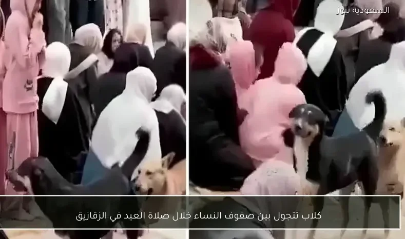 كلاب تتجول بين صفوف النساء خلال صلاة العيد في الزقازيق