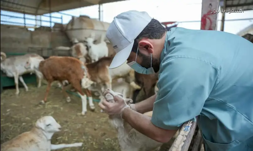 بيئة الرياض: الإشراف على أكثر من 150 ألف أضحية وإزالة 80 موقعًا عشوائيًا خلال عيد الأضحى